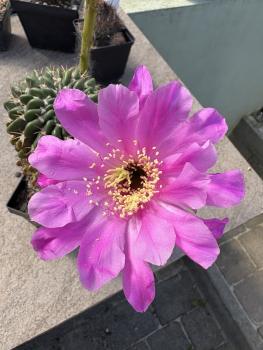 Echinopsis Hybr. violett
